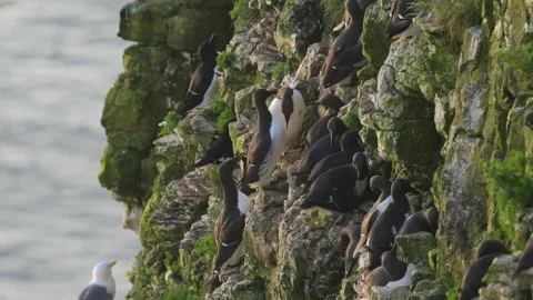 Common Murre, Common Guillemot, Uria aalge, Bempton Cliffs, England Stock Footage 308673549