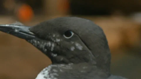 Common Murre CU Vídeo Stock 35424146