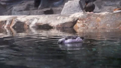 Common Murre floats on the surface of sparkling water at the aquarium Video stock 145682427