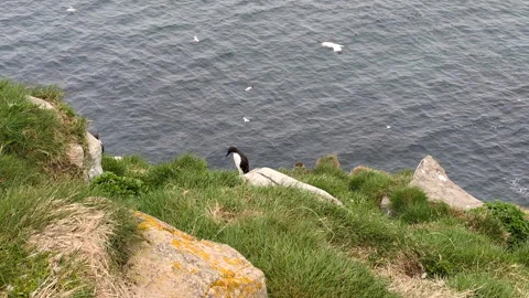 Common murre (with flying northern gannets Stock Footage 338251262