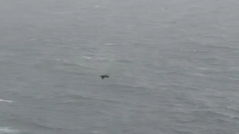 Common Murre Flying Over the Ocean Toward Coastal Cliffs in Iceland Stock Footage 339751873