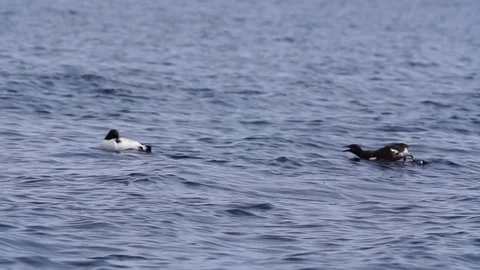 Common Murre Stock Footage 78636522