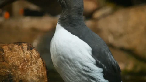 Common Murre MS Vidéo 35424141