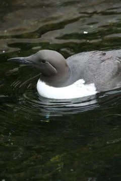Common murre Stock Photos