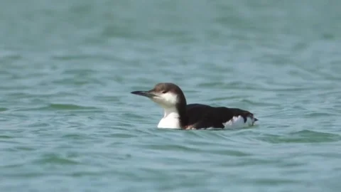 Common murre swimming in the ocean Stock Footage 334635531