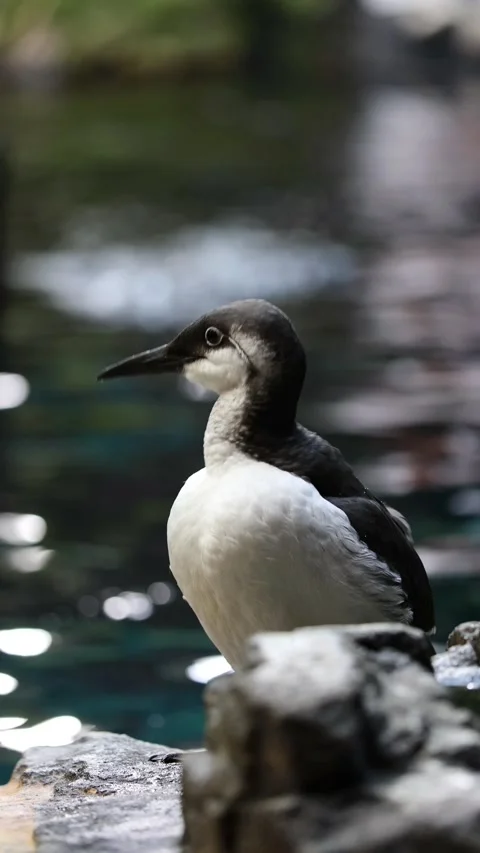 Common Murre (Uria aalge) – 4K Close-Up of Seabird on Coastal Cliff Stockbeeldmateriaal 313067705