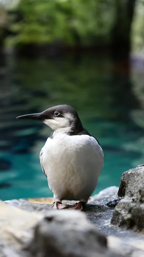 Common Murre (Uria aalge) – 4K Close-Up of Seabird on Coastal Cliff Stock Footage 313067710