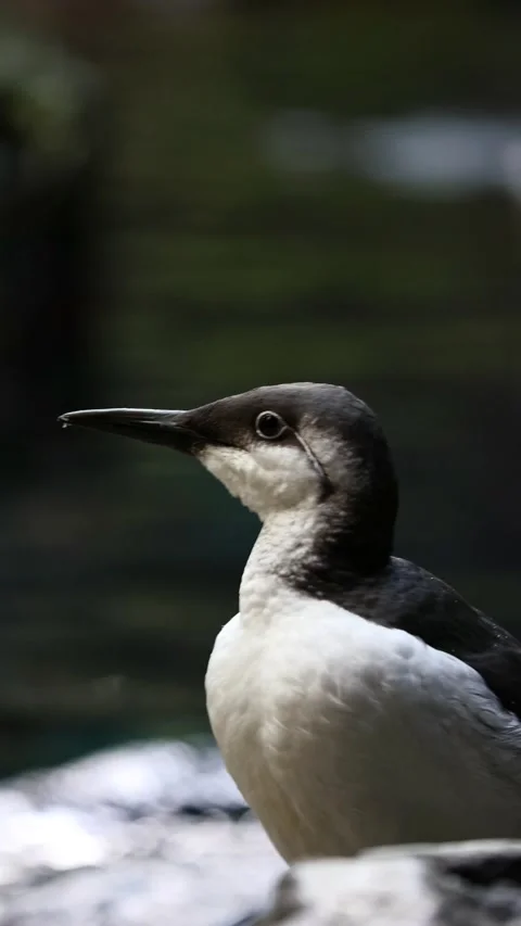 Common Murre (Uria aalge) – 4K Close-Up of Seabird on Coastal Cliff Stock Footage 313067724