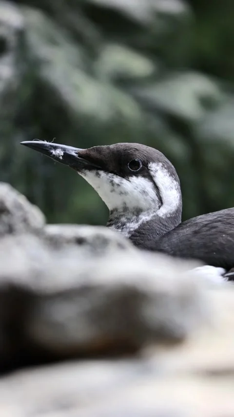 Common Murre (Uria aalge) – 4K Close-Up of Seabird on Cliff Edge Stockbeeldmateriaal 313196403