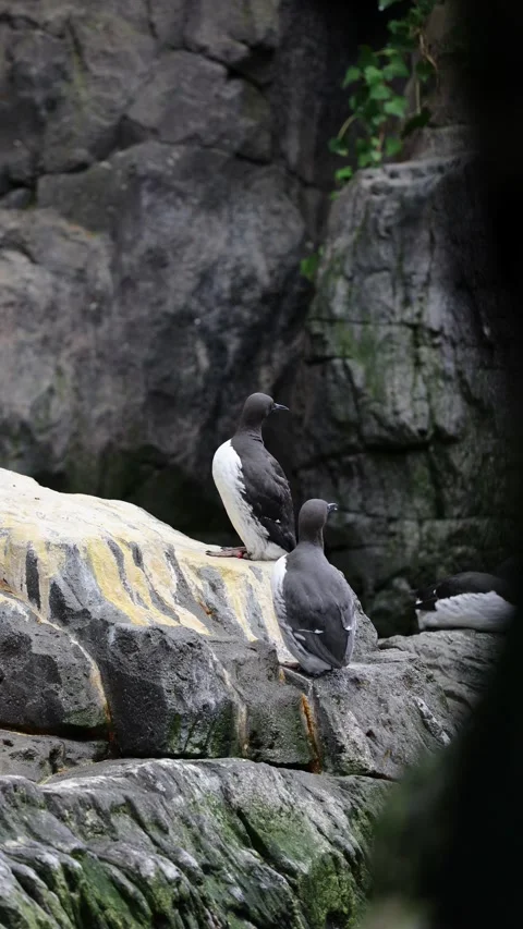 Common Murre (Uria aalge) – 4K Close-Up of Seabird on Cliff Edge Stock Footage 313196408