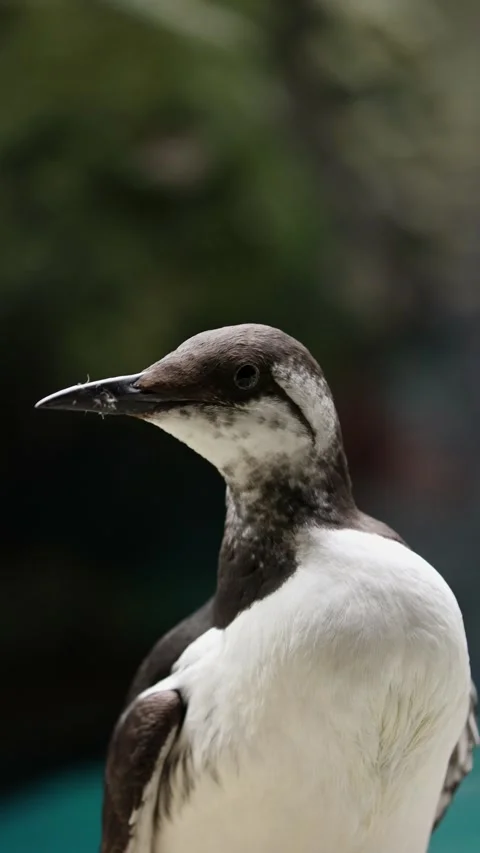 Common Murre (Uria aalge) – 4K Close-Up of Seabird on Cliff Edge Stock Footage 313196423