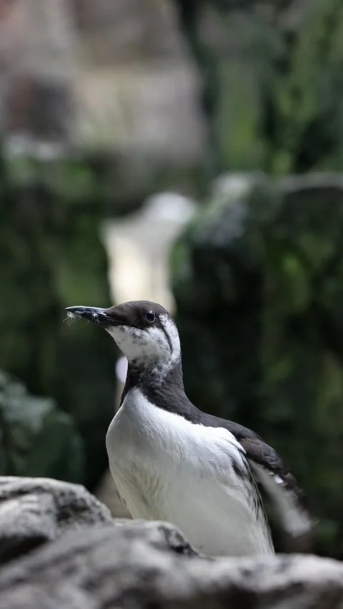 Common Murre (Uria aalge) – 4K Close-Up of Seabird on Cliff Edge Stock Footage 313196430