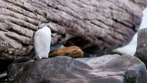 Common Murre (Uria aalge) sitting on a rock Vidéo 288914923