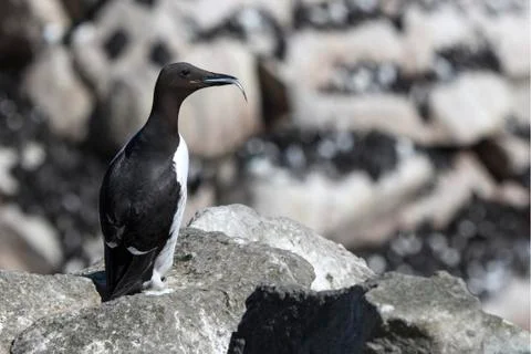 Common murre which sits on a cliff on the background of the colony wit Foto stock
