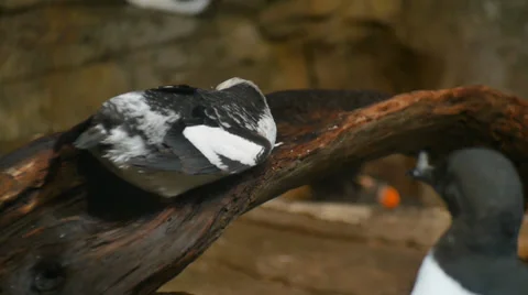 Common Murre WS Stock-Footage 35424136