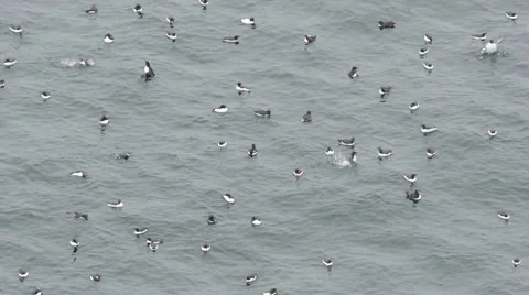 Common Murres bathing 스톡 동영상 64856918