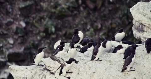 Common murres colony on rock ledge two birds fighting in foreground Vídeos de archivo 336274390