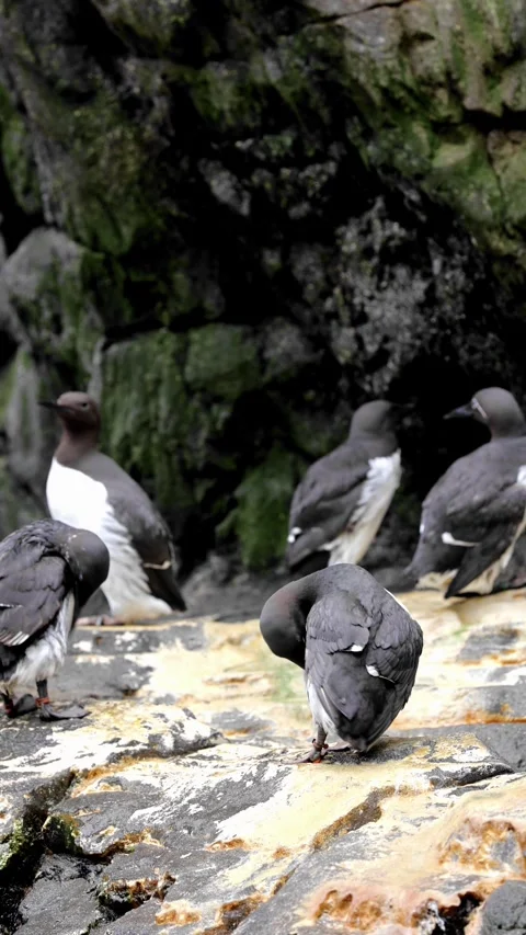 Common Murres (Uria aalge) Nesting on Rocky Cliff – 4K Seabird Footage Stock Footage 313741791