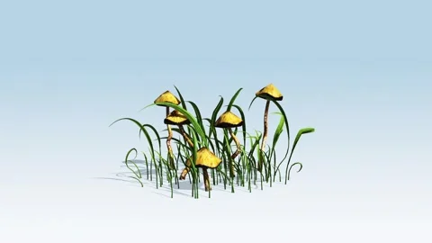 Common mushroom Stock Footage 296483607