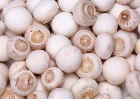 Common Mushroom Stock Photos