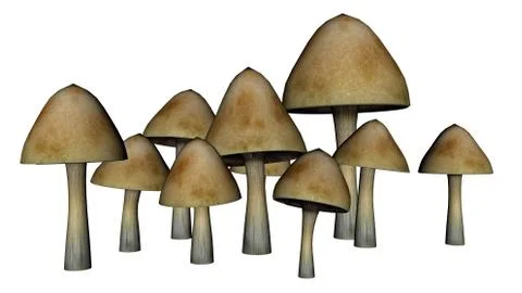 Common mushrooms - 3D render Stock Illustration