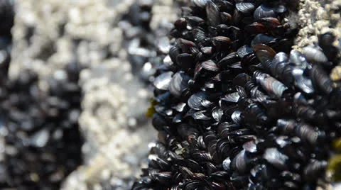 Common mussels on stone 스톡 동영상 25963098