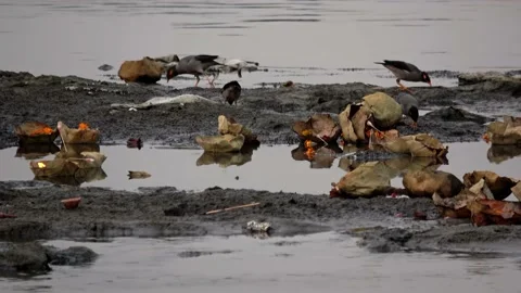 Common myna and crows collect leftover food, Yamuna River Stock Footage 205619939