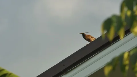 Common myna and feather Stock Footage 109418414