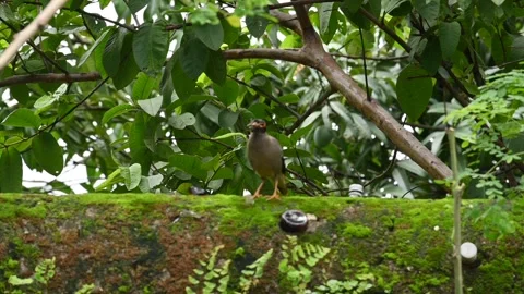 Common myna bird. Stock Footage 284433171