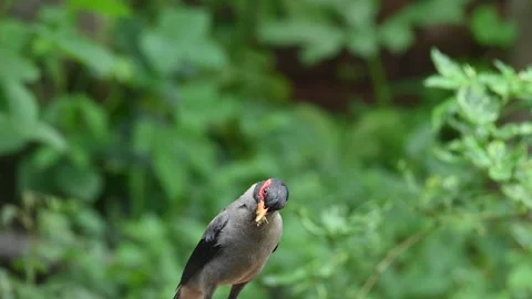 Common myna bird. Vídeo Stock 284433331