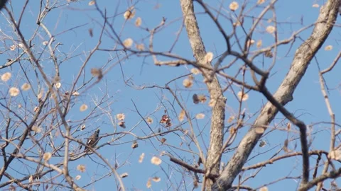 Common Myna Bird Perched on Bare Tree Branch Stock Footage 326086596