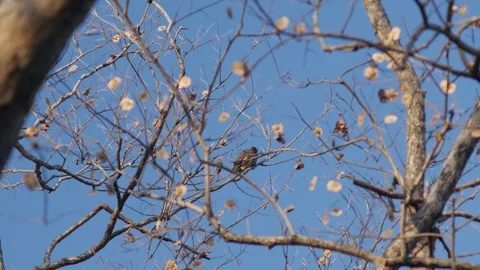 Common Myna Bird Perched on Bare Tree Branch Stock Footage 326086639