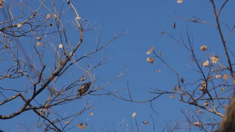 Common Myna Bird Perched on Bare Tree Branch Stock Footage 327107340