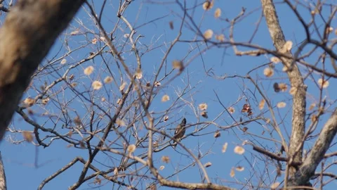 Common Myna Bird Perched on Bare Tree Branch Stock Footage 327107345