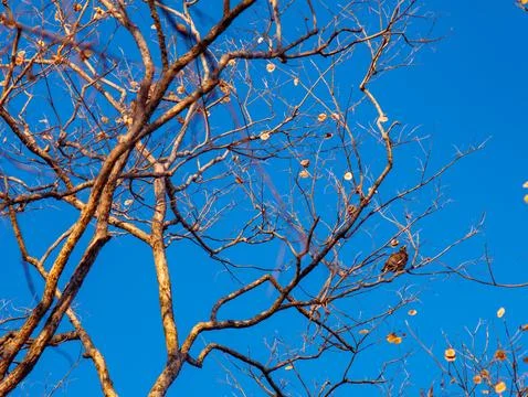Common Myna Bird Perched on Bare Pradoo Tree Branch Against Clear Blue Sky Foto stock