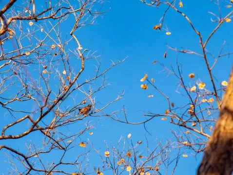 Common Myna Bird Perched on Bare Pradoo Tree Branch Against Clear Blue Sky 스톡 사진