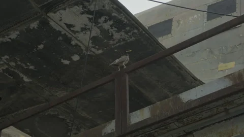 Common Myna bird perched on a rusted metal structure Vídeo Stock 335732187