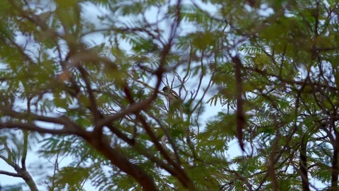 COMMON MYNA BIRD ON TREE Video stock 122666437
