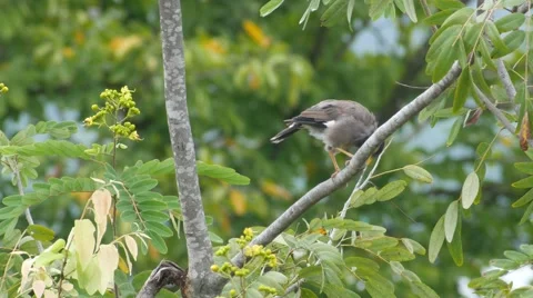 Common myna clean its beak with tree branch Stock Footage 68948689