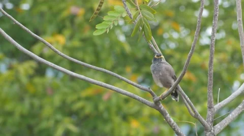 Common myna cleaning its neck Video stock 69068237