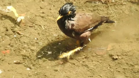 Common myna 스톡 동영상 63532449