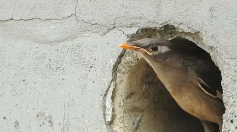 Common myna Stock Footage 63532565