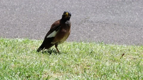 Common myna Stock Footage 237244772