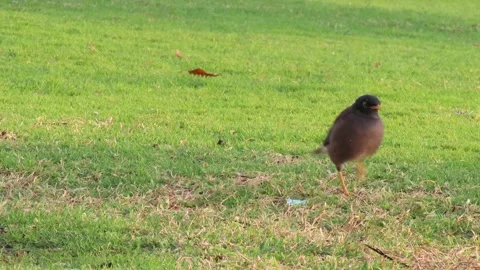 Common Myna Stock Footage 261005728