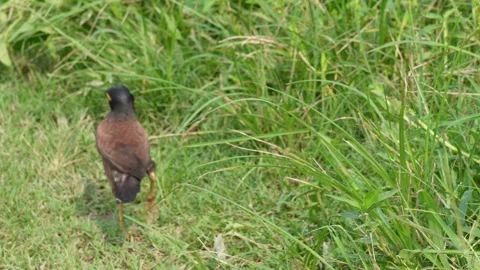 Common myna Video stock 344278123
