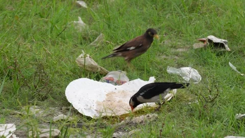 A common myna foraging in grass Stock-Footage 320015653