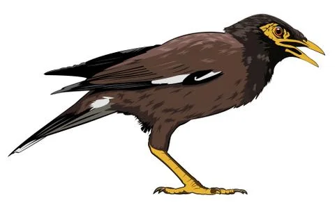 Common myna Illustrazione stock