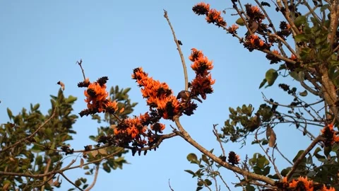 Common Myna Perched on Orange Palash Tree Branch Video stock 333979956