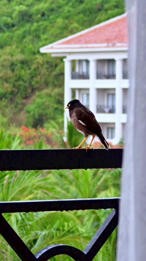Common myna perches on a balcony railing. Rainy morning balcony view. Stock Footage 336526078