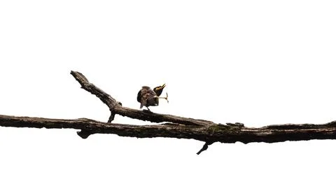 Common myna  perching on tree branch in forest park 스톡 사진